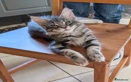 Maine Coon cats for sale: 3 Adorable Female Maine coon Kittens - Image 15