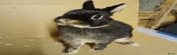 Netherland Dwarf rabbits for sale: Young Netherland Dwarf buck available  - Advert 2