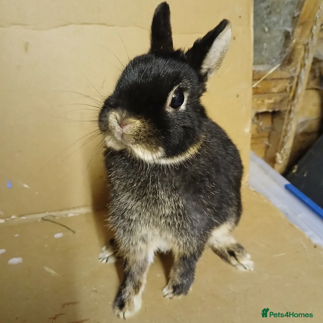 Netherland Dwarf rabbits for sale: Young Netherland Dwarf buck available  - Advert 2
