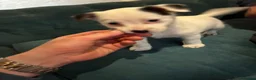 Jack Russell dogs for sale: 3 loving jack russel puppies for sale in Doncaster - Advert 2
