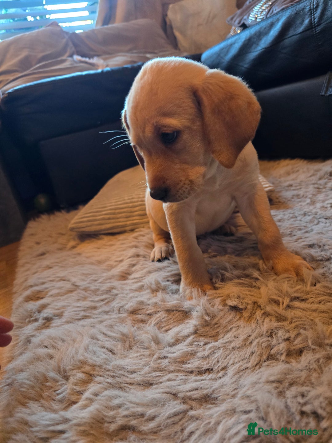 Labrador Retriever dogs for sale: Ready now ***Kc registered labrador retrievers  - Image 8