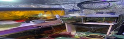 Live Bearers fish for sale: Guppies / cichlid / shrimps/ snails  - Advert 10
