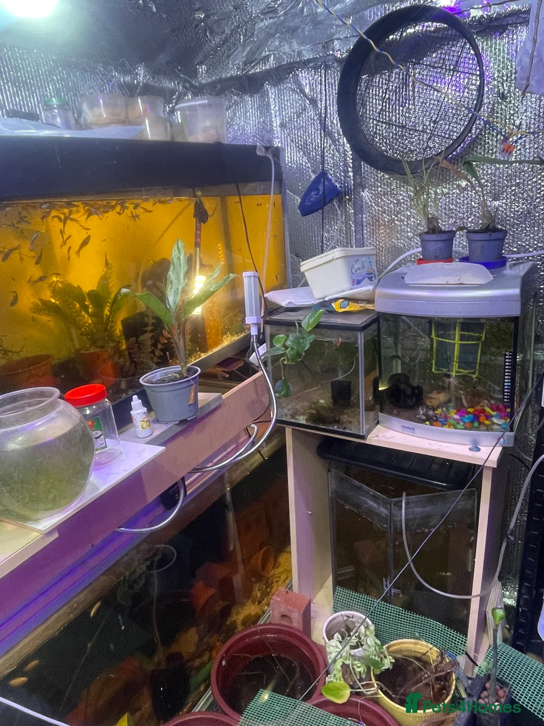 Live Bearers fish for sale: Guppies / cichlid / shrimps/ snails  - Advert 10