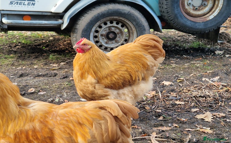 Chickens poultry - Advert 1