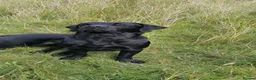 Labrador Retriever dogs for stud: Stud, strong, PROVEN! in Penrith - Advert 3