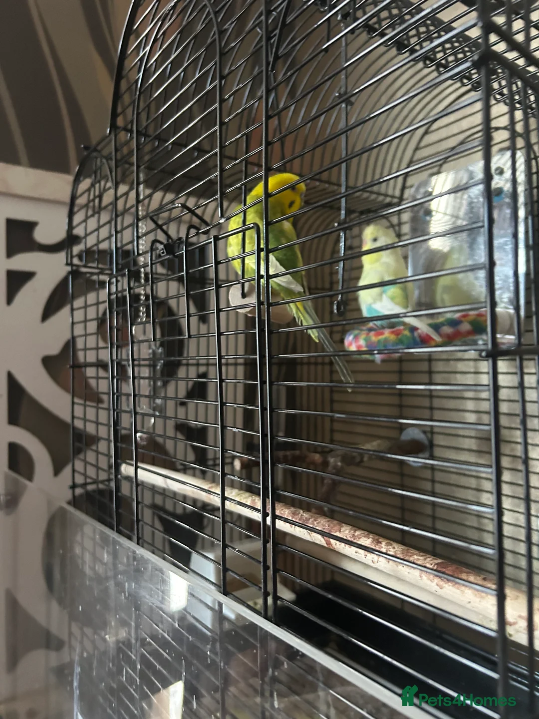 Budgerigars birds for sale: 2 budgies - Advert 2