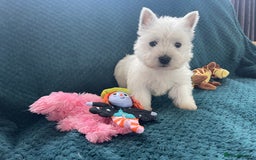West Highland Terrier dogs for sale: KC registered west highland white puppues - Image 1