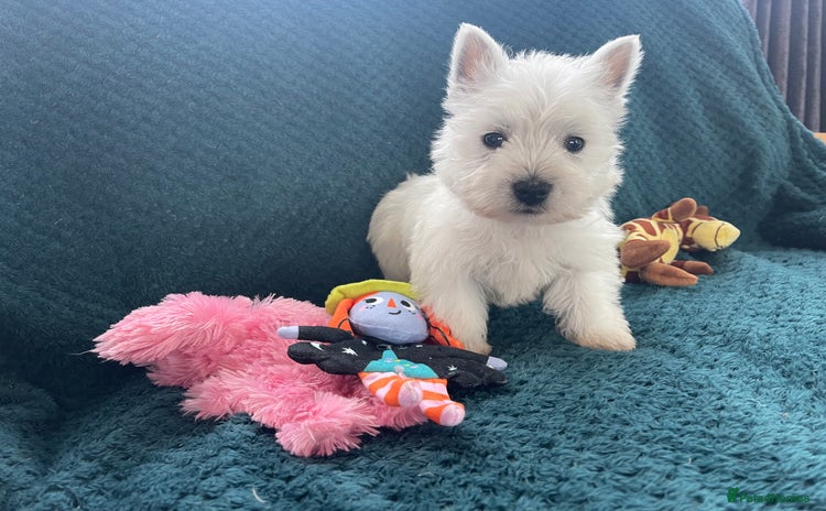 West Highland Terrier dogs - Advert 1