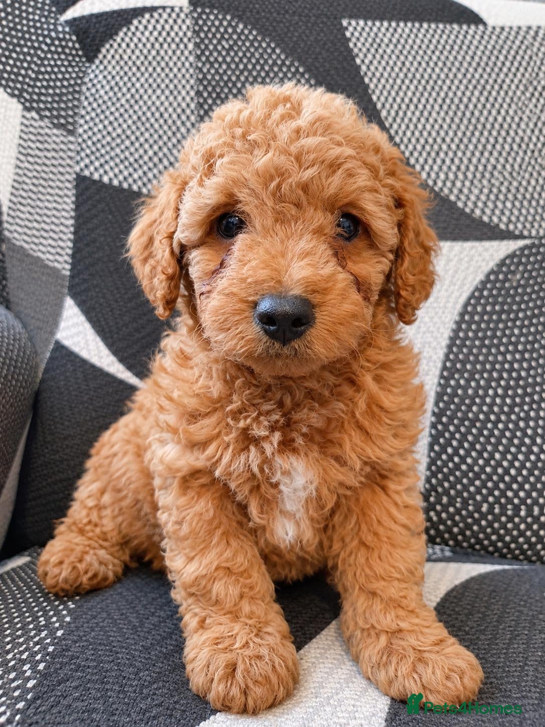 Maltipoo dogs for sale: F1 multipoo toy puppies  - Advert 2