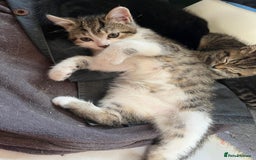 British Shorthair cats for sale: Beautiful kittens from farm cat. - Image 9