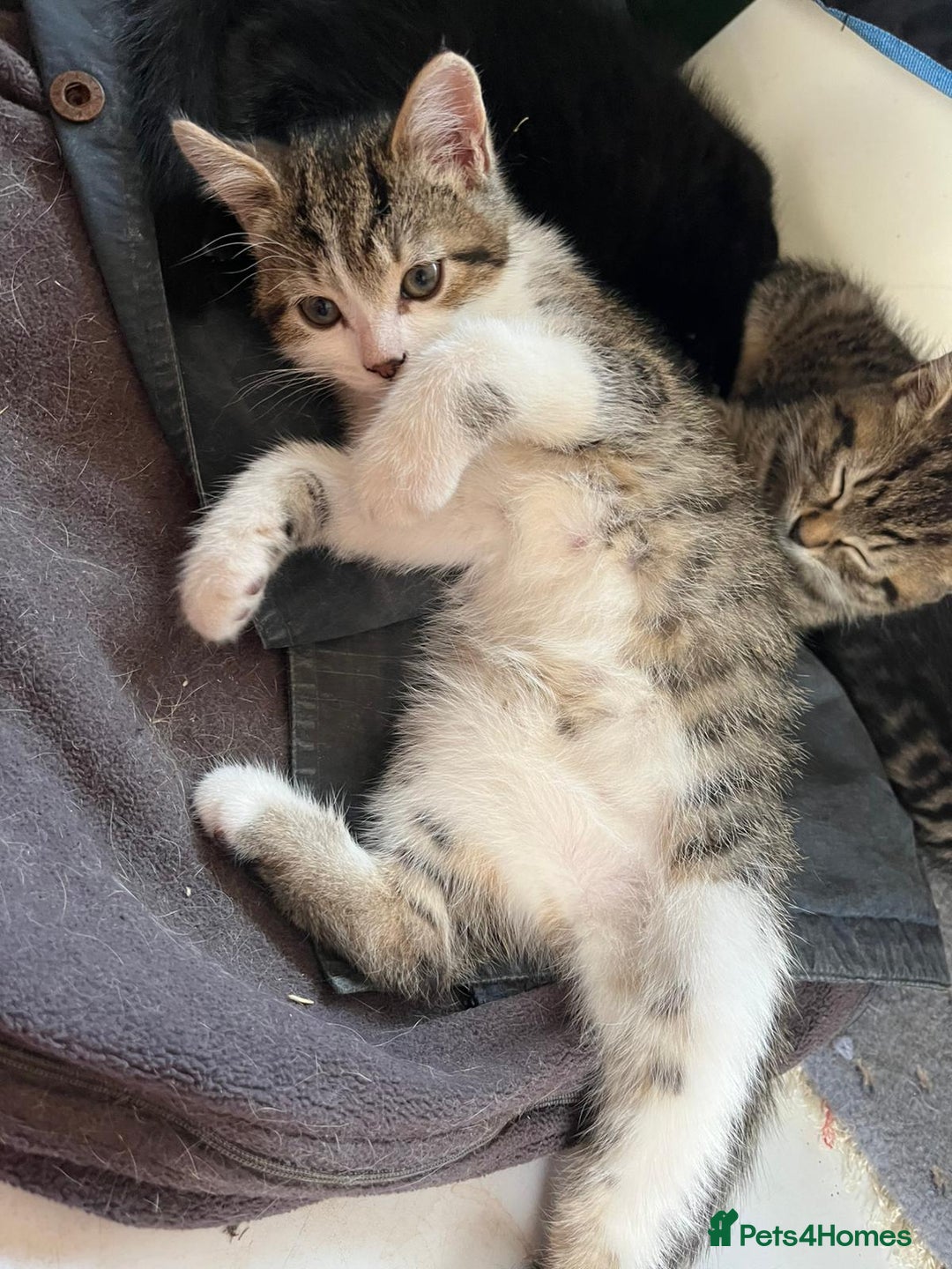 British Shorthair cats for sale: Beautiful kittens from farm cat. - Image 9