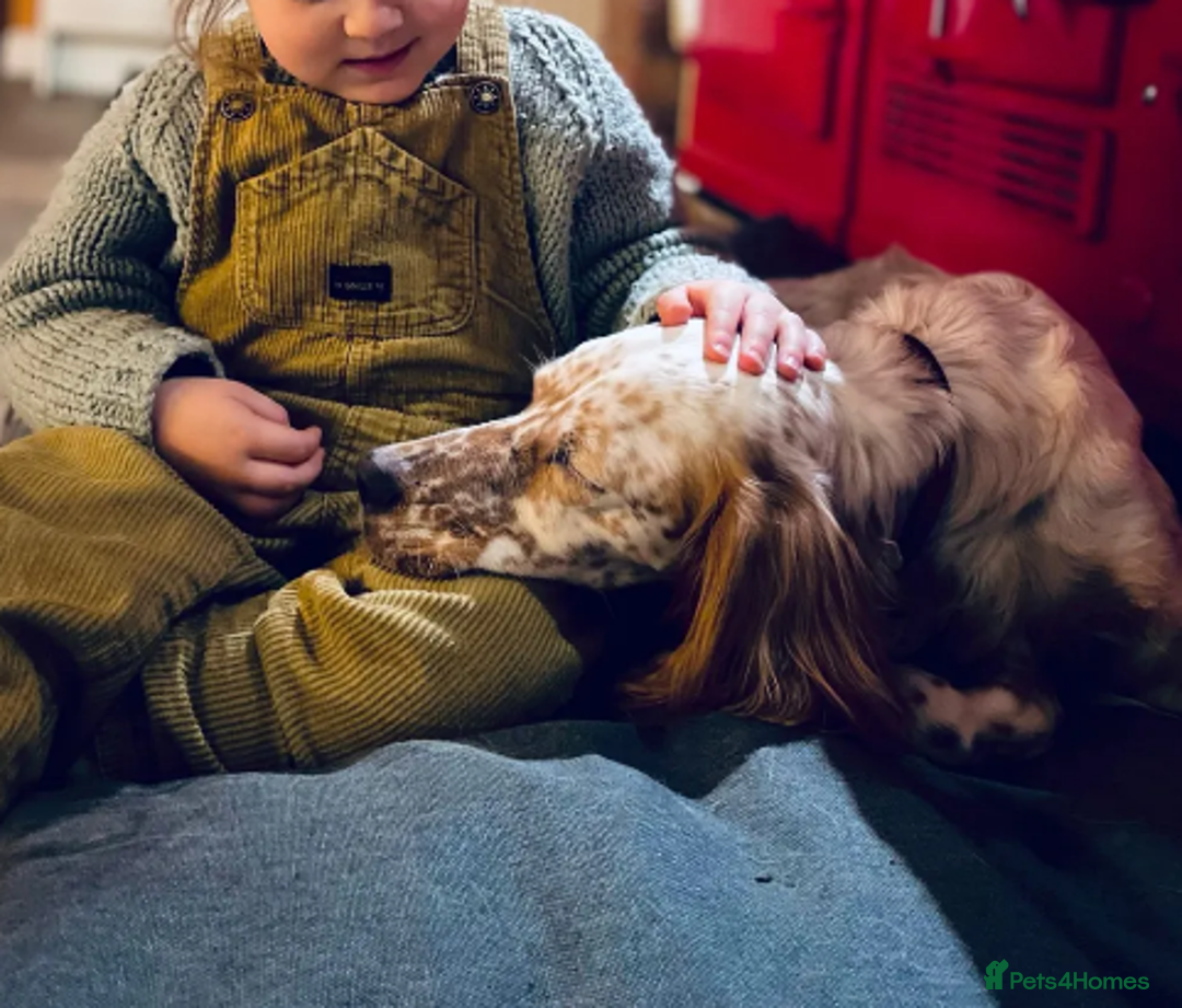 English Setter dogs for adoption: Pecas - Image 8