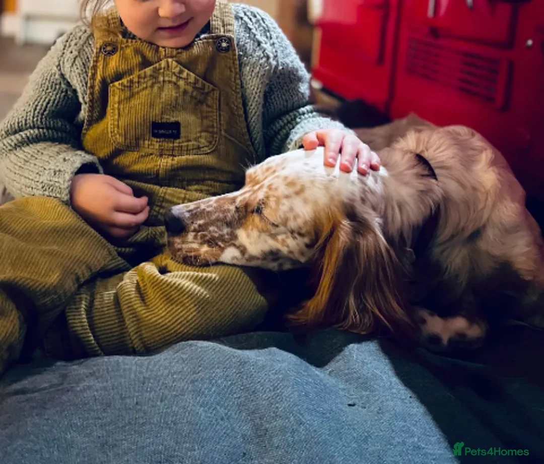 English Setter dogs for adoption: Pecas - Advert 8