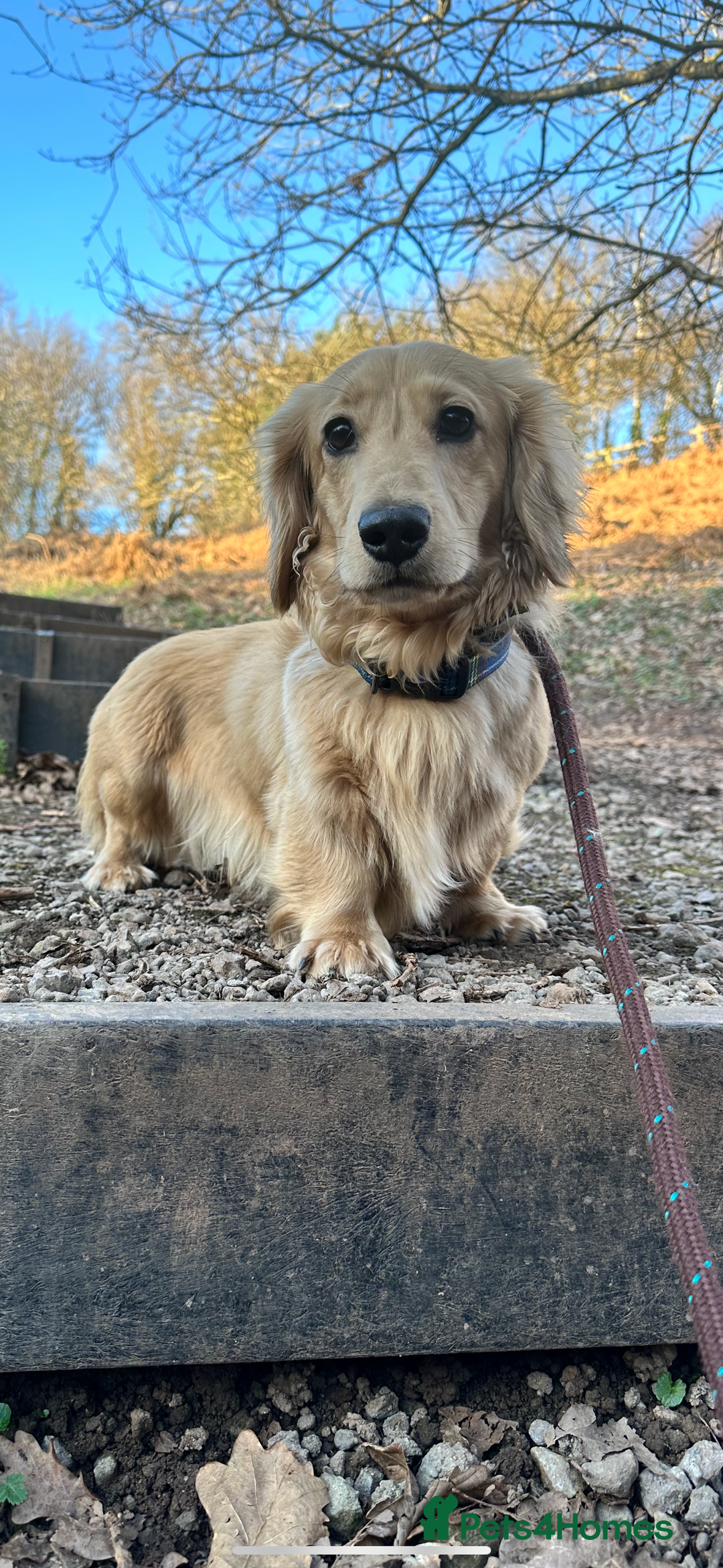 Miniature Dachshund dogs for stud: miniature longhaired dachshund for stud  in Newport - Advert 4