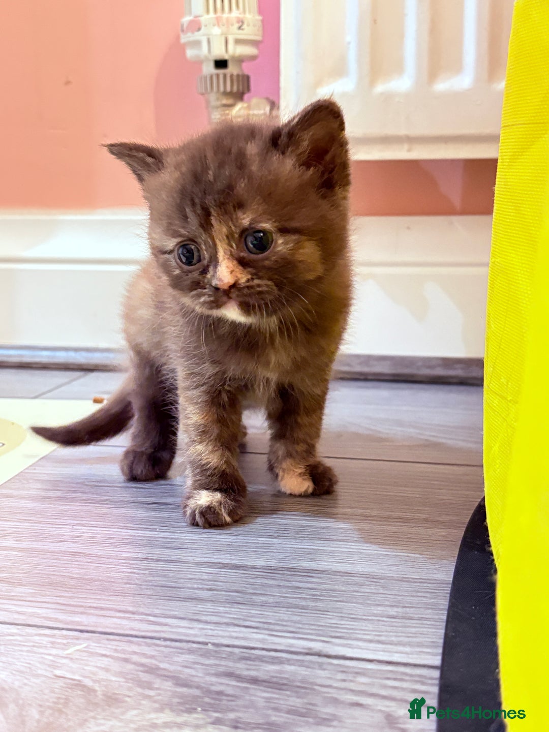 British Shorthair cats for sale: Beautiful GCCF Registered MultiColoured BSH kitte  - Advert 23