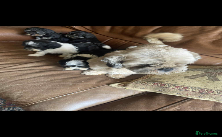 Lhasa Apso dogs - Advert 2