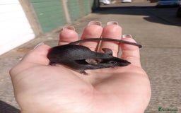 Mouse rodents for sale: Male fancy mice for sale  - Image 10