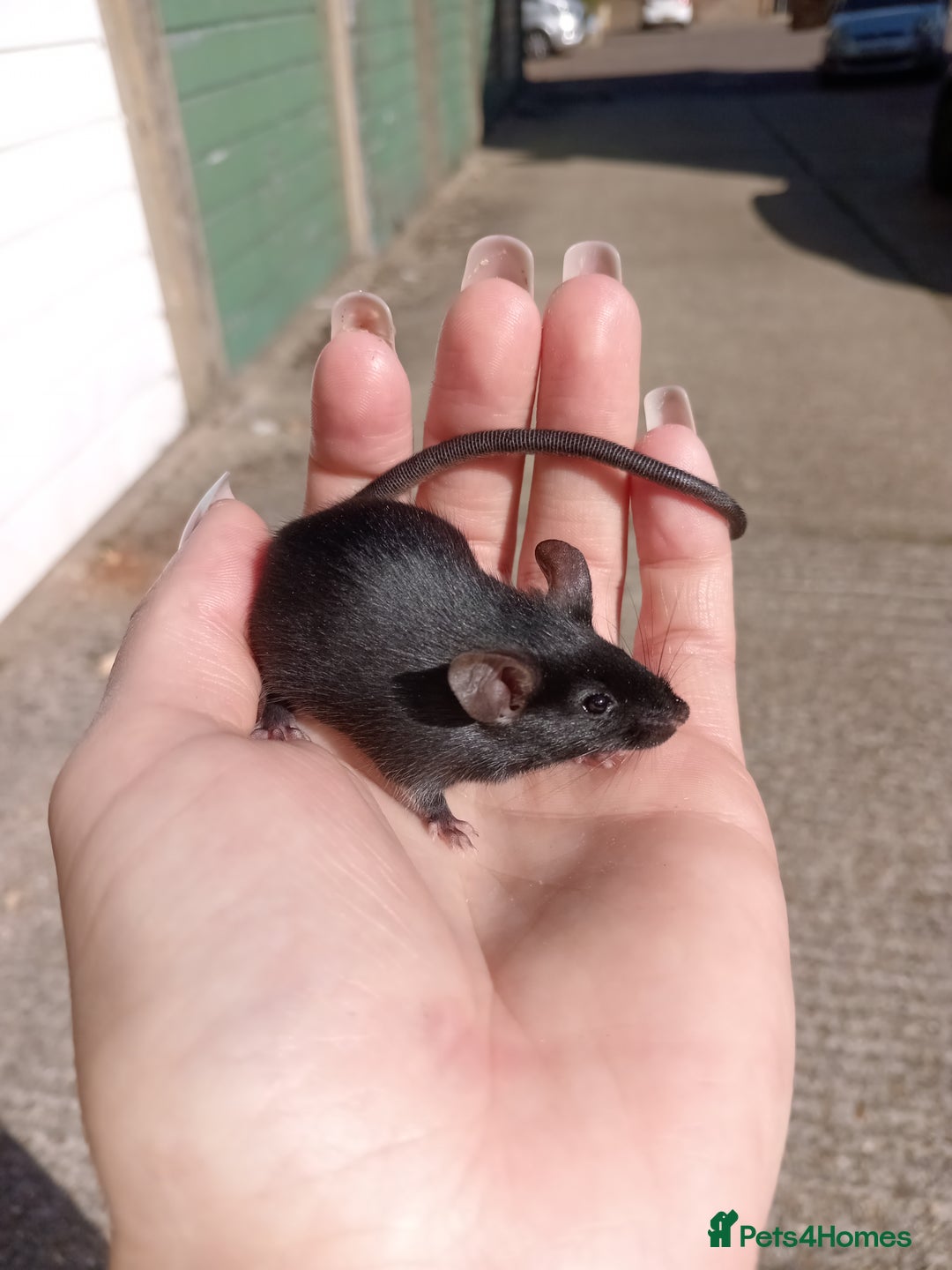 Mouse rodents for sale: Male fancy mice for sale  - Image 10