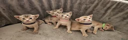 Abyssinian cats for sale: Abyssinian  - Advert 23