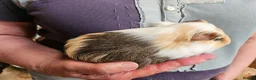 Guinea Pig rodents for sale: Pair of baby male guineas - Advert 3