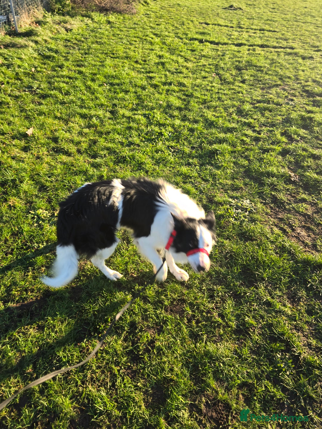 Border Collie dogs for sale: Border collie  - Advert 6