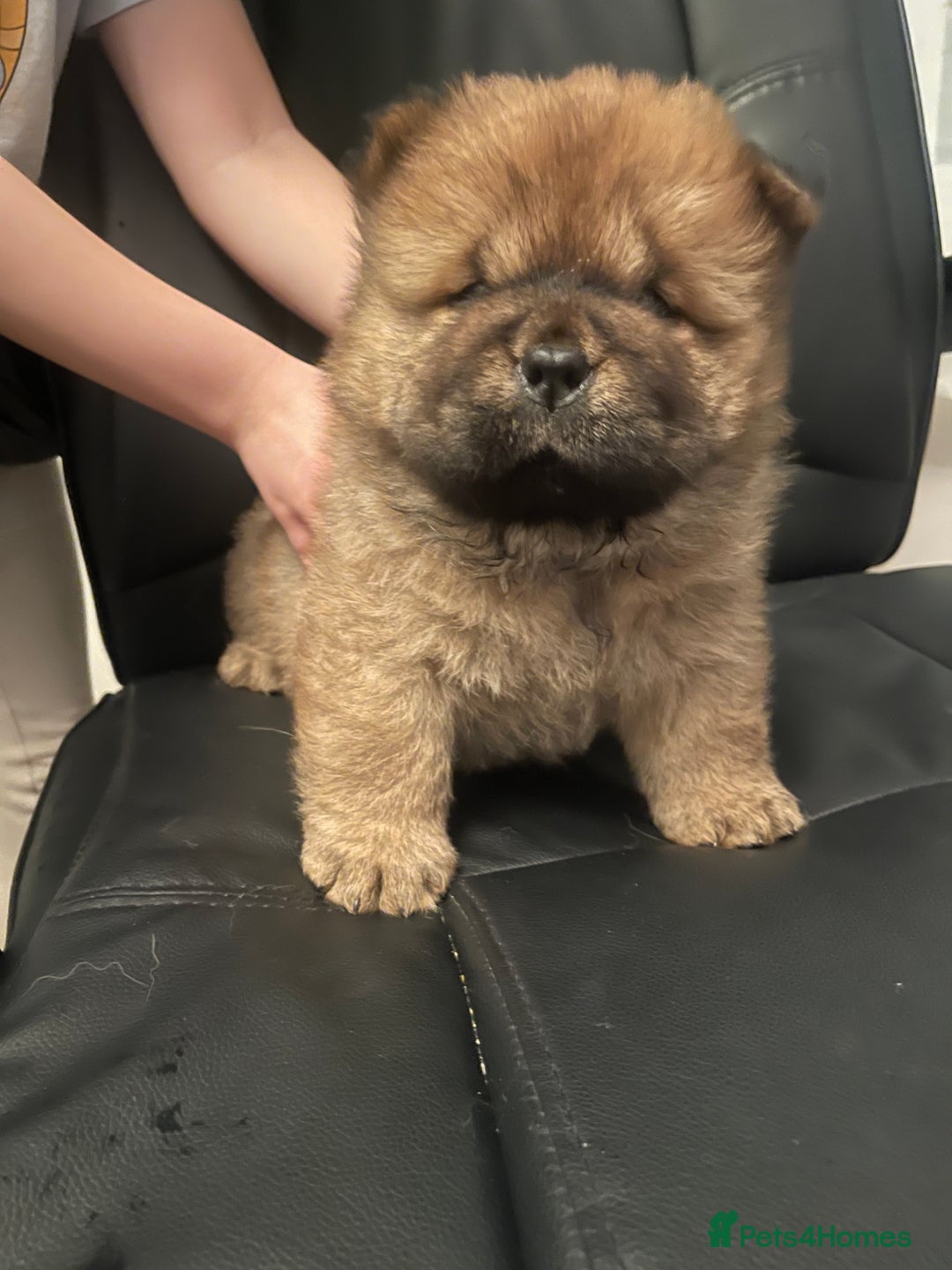 Chow Chow dogs for sale:  Chow chow  - Advert 6