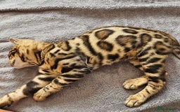 Bengal cats for sale: Bengal kittens  - Image 10