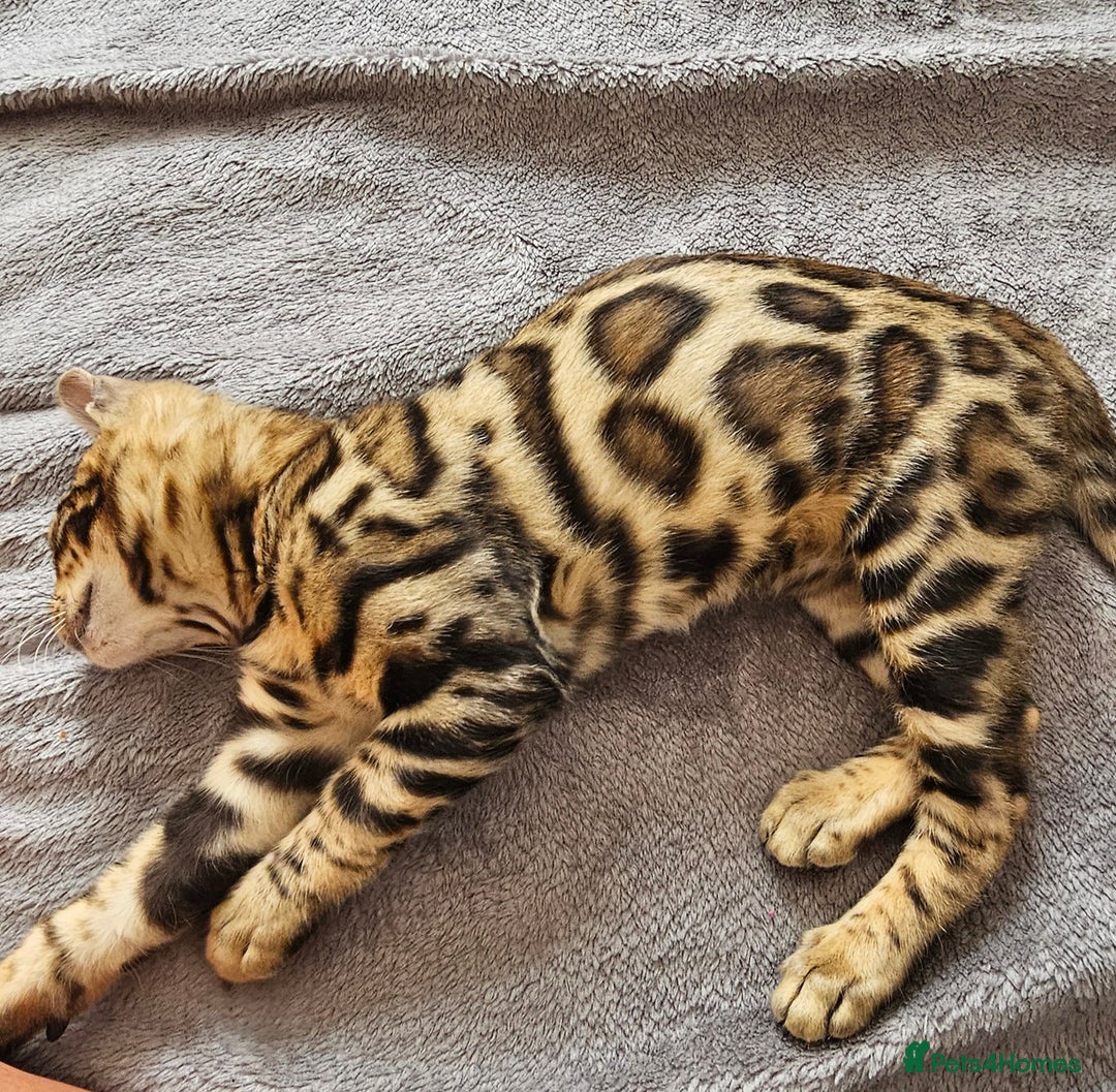 Bengal cats for sale: Bengal kittens  - Image 10