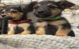 Jackapoo dogs for sale: Adorable Jackapoo puppies  - Image 2