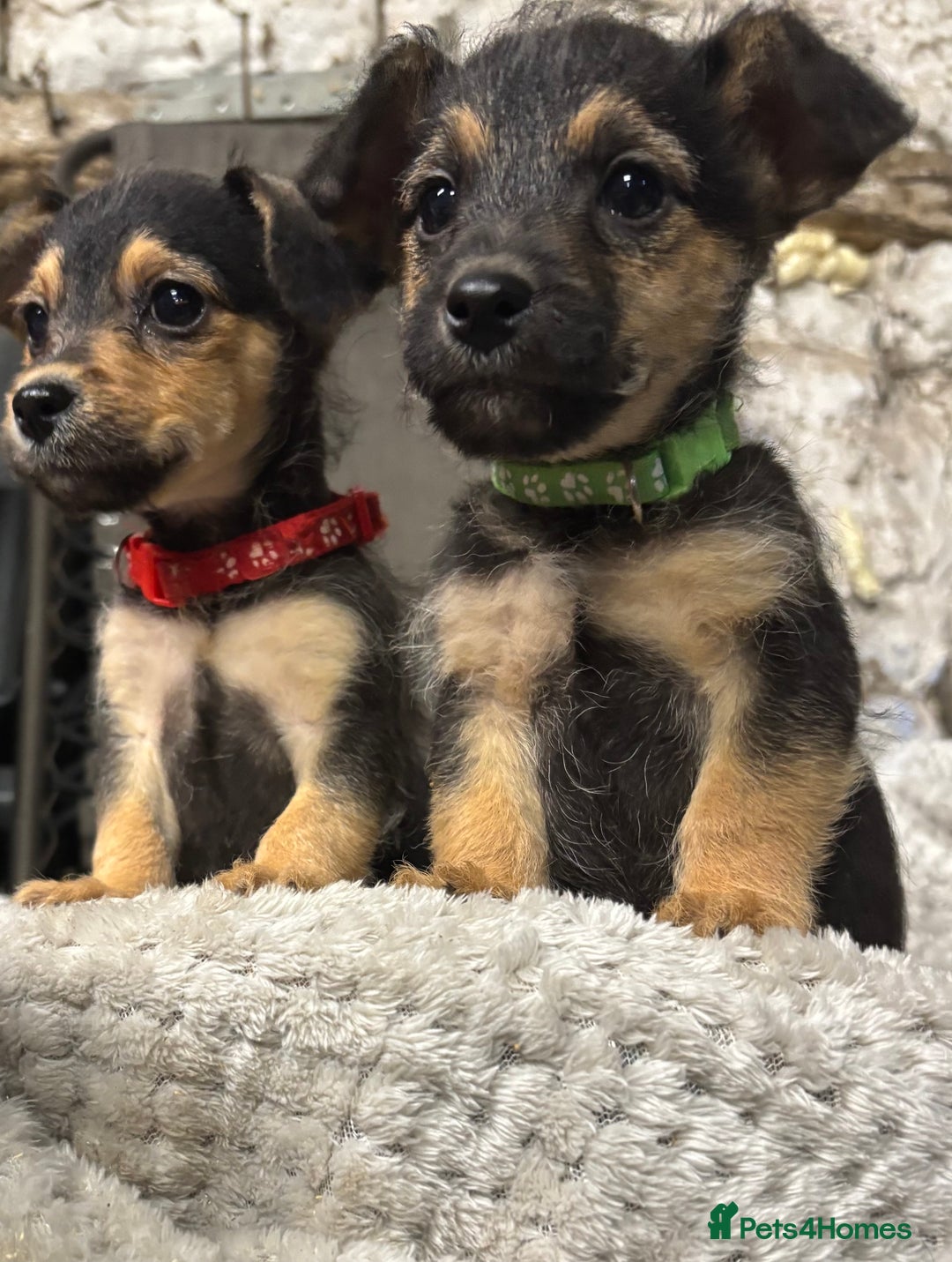 Jackapoo dogs for sale: Adorable Jackapoo puppies  - Image 2