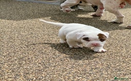 Olde English Bulldogge dogs for sale: Olde English Bulldogge puppies - Image 5