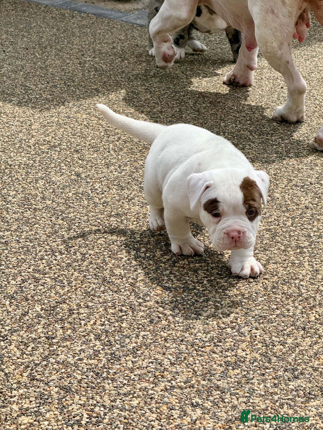 Olde English Bulldogge dogs for sale: Olde English Bulldogge puppies - Image 5