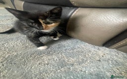 Mixed Breed cats for sale: 5 KITTENS FOR SALE🥰😍 - Image 5