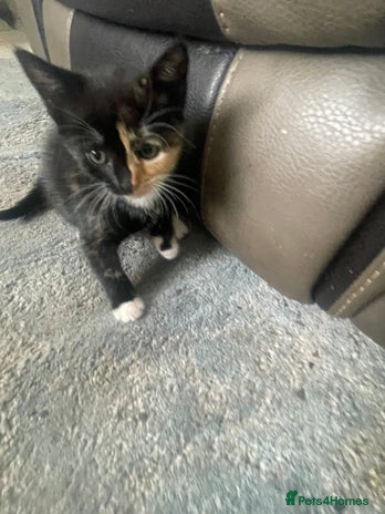 Mixed Breed cats - Advert 11