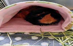 Guinea Pig rodents for sale: Two female guinea pigs - Image 5