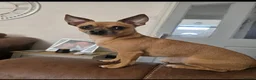 Chihuahua dogs for sale: Chihuahua  in Burnley - Advert 6