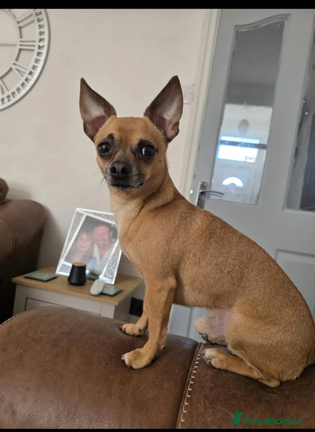 Chihuahua dogs for sale: Chihuahua  in Burnley - Advert 6