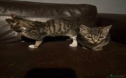 Mixed Breed cats for sale: 5 baby’s ready for there forever homes  - Image 21