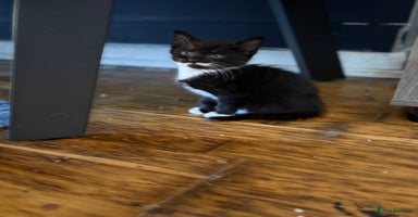 Mixed Breed cats - Advert 10