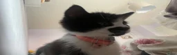 Mixed Breed cats for sale: 2 beautiful kittens  - Advert 4