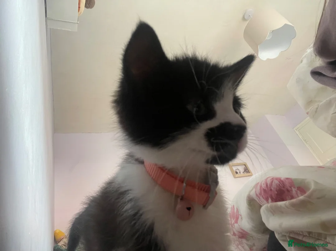 Mixed Breed cats for sale: 2 beautiful kittens  - Advert 4