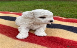 Mixed Breed dogs for sale: Bolonoodle Puppies  - Image 24