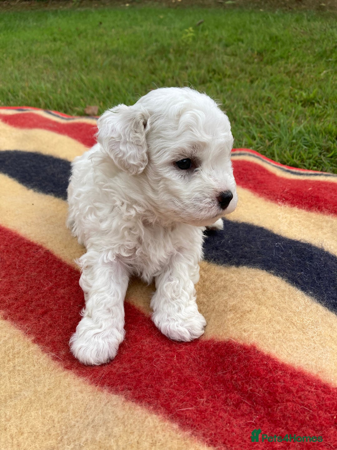 Mixed Breed dogs for sale: Bolonoodle Puppies  - Image 24