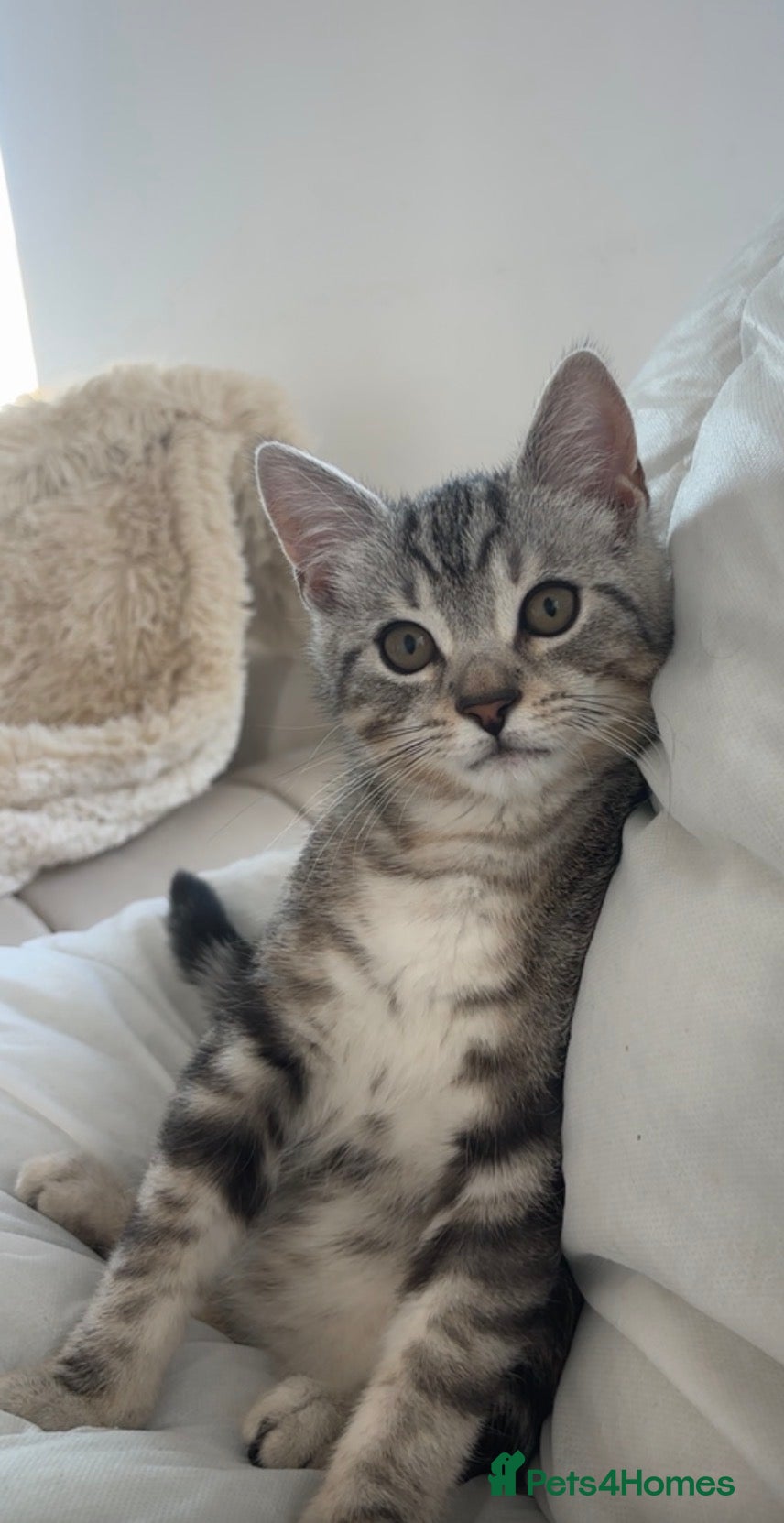 British Shorthair cats Light grey British short hair  - Advert 5