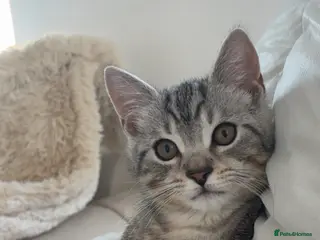 British Shorthair cats Light grey British short hair - Advert 5