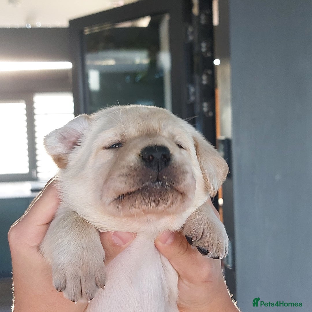 Labrador Retriever dogs for sale: Coco’s Labrador Puppies Seeking Loving Homes - Advert 34