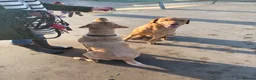 Labrador Retriever dogs for sale: Stunning Fox Red & Yellow Labrador puppies - Advert 6