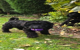 Double Doodle dogs for sale: Just two girls left. Looking for forever homes - Image 7