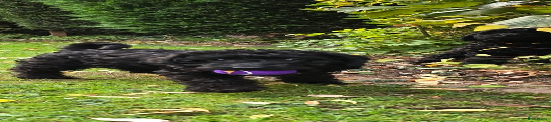 Double Doodle, Dark Pink