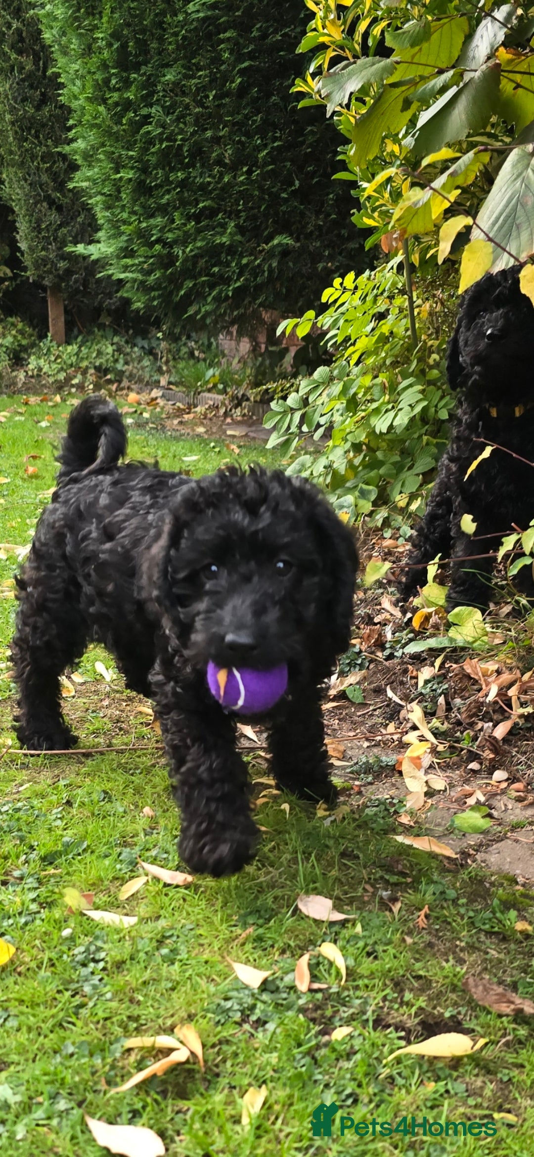 Double Doodle dogs for sale: Just two girls left. Looking for forever homes - Image 7